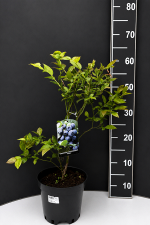 Vaccinium corymbosum ‘Nelson Duke’ 2L – американска боровинка