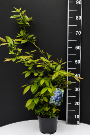 Vaccinium corymbosum ‘Bonus Duke’ 2L – американска боровинка