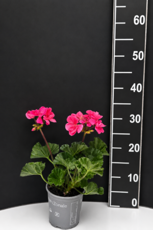 Pelargonium zonale – мушкато микс цветове