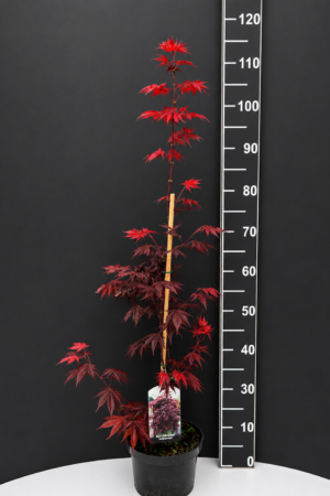 Acer palmatum ‘Atropurpureum’ 1.5L – японски червен клен