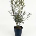 Маслина OLEA EUROPAEA CIPRESSINO 9L