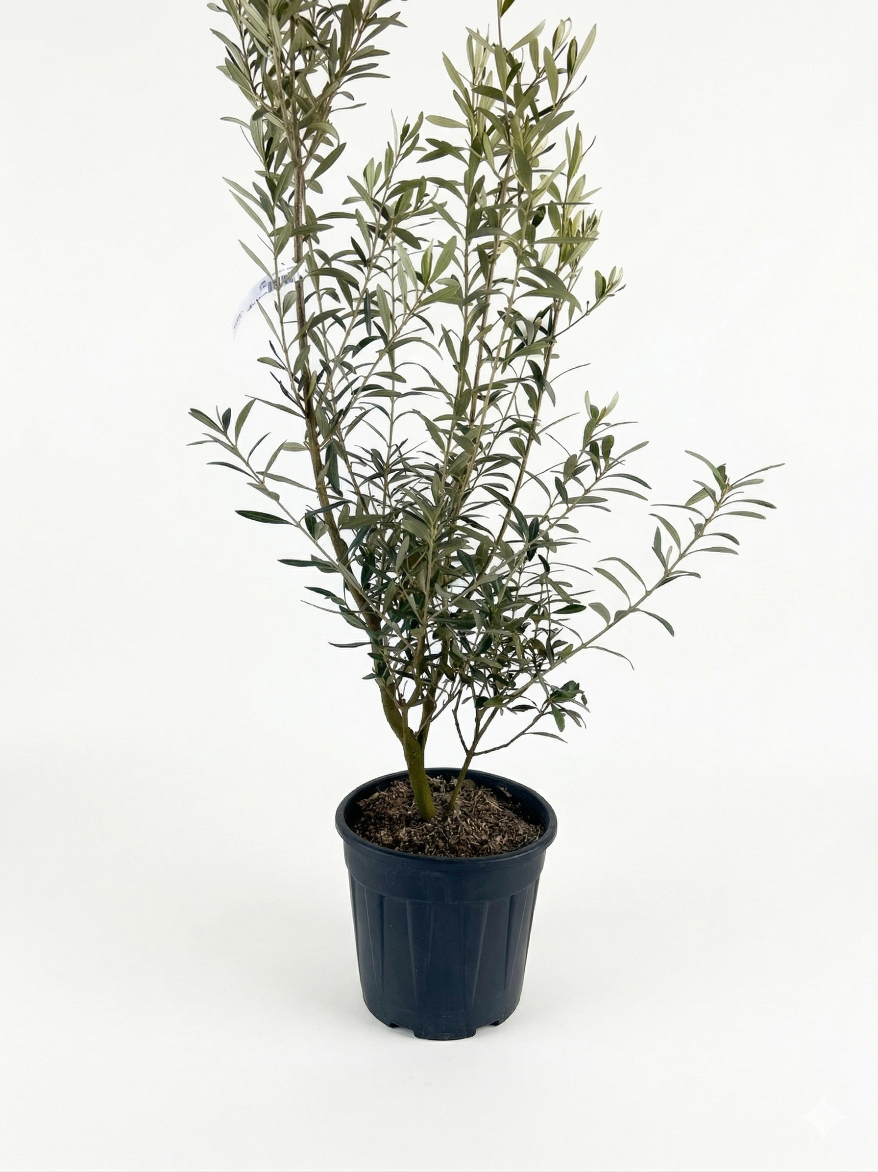 10.png Маслина OLEA EUROPAEA CIPRESSINO 9L - Image 1