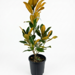 Magnolia grandiflora ‘Gallissoniensis’ – вечнозелена магнолия