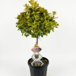 Euonymus japonicus “Aurea”  1/4 F