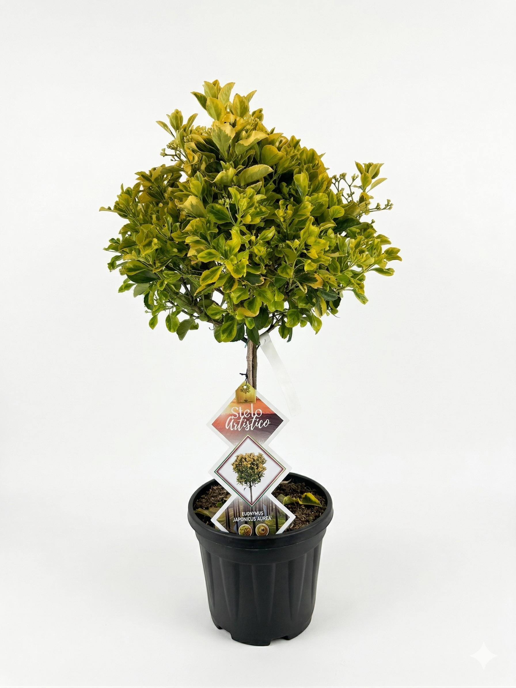 13.png Euonymus japonicus “Aurea” 1/4 F - Image 1
