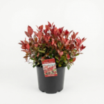 Photinia Little Red Robin co 7,5l, Palla