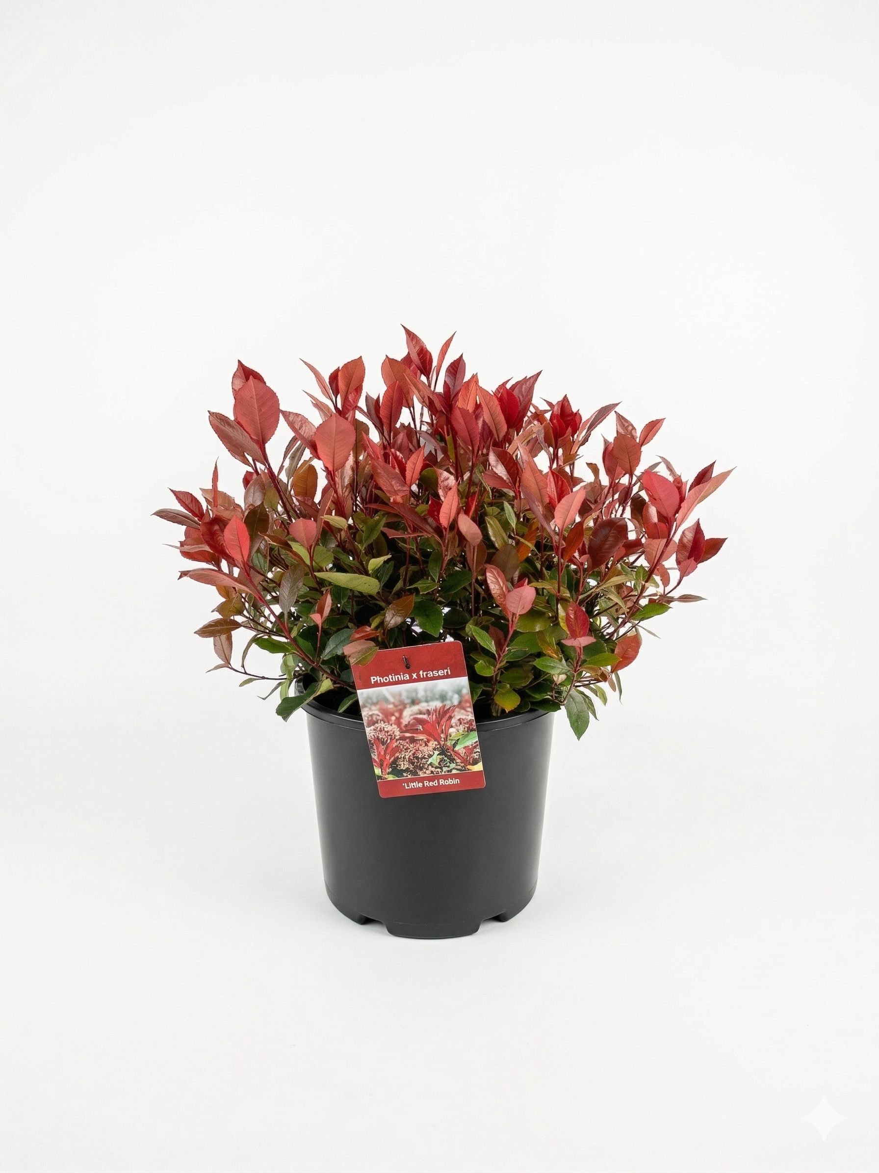 14-1.png Photinia Little Red Robin co 7,5l, Palla - Image 1