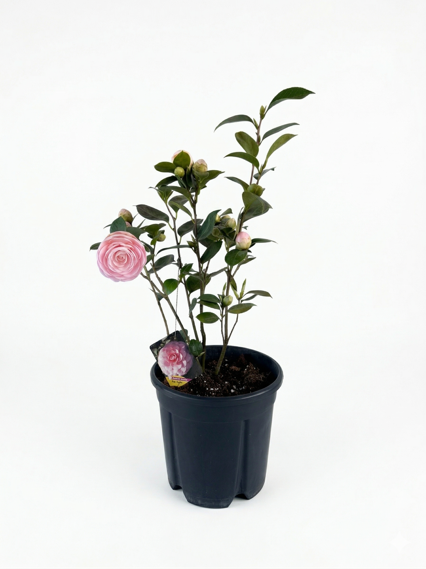 16.png Camelia japonica mix (розова) - Image 1