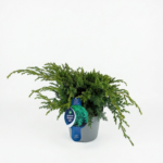 Juniperus squamata 'Blue Swede 7.5L 40-50cm