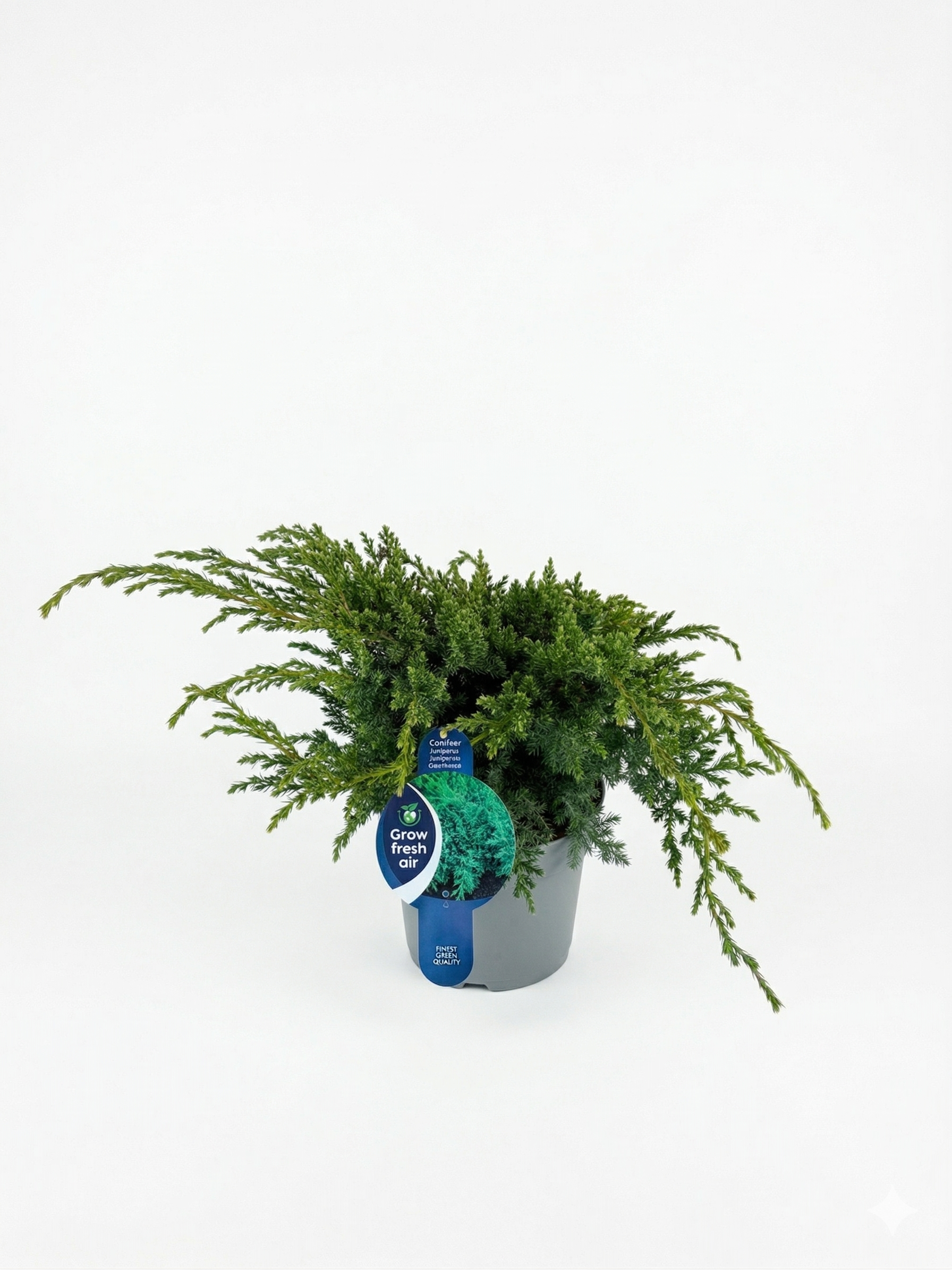 17.png Juniperus squamata 'Blue Swede 7.5L 40-50cm - Image 1