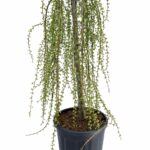 Larix kaempferi ‘Stiff Weeping’ – плачеща лиственица c25 150cm