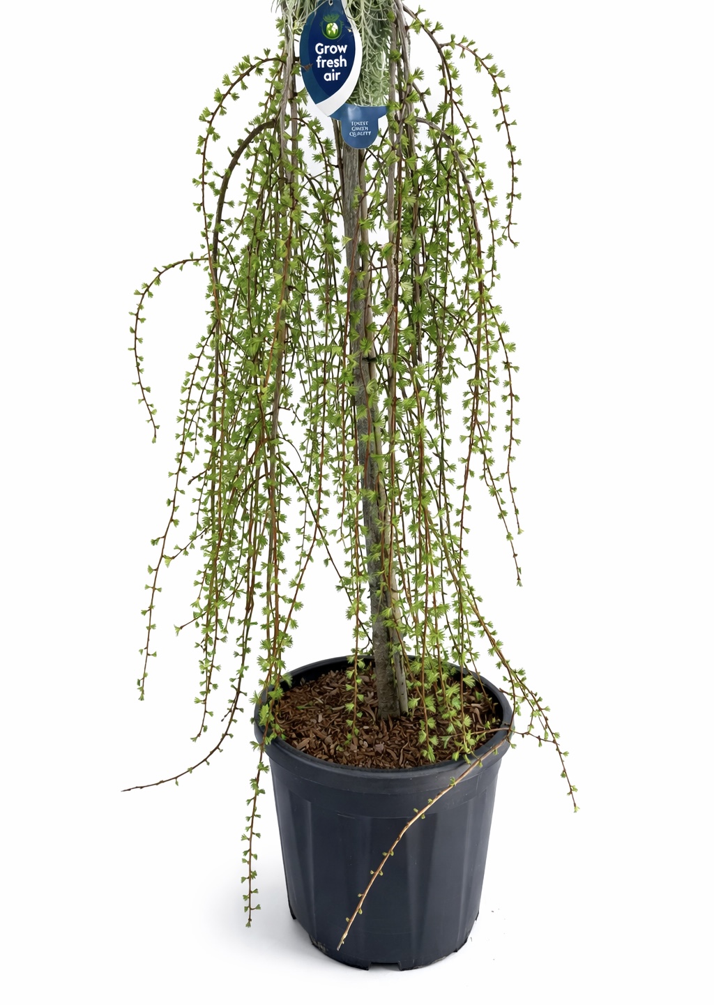 1775651854780143.jpg Larix kaempferi ‘Stiff Weeping’ – плачеща лиственица c25 150cm - Image 1