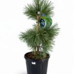 Pinus flexilis ‘Vanderwolf’s Pyramid’  60-70 cm – синкав бор