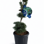 Pinus parviflora ‘Negishi’ – японски бял бор