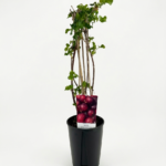 Ribes × nidigrolaria ‘Josta’ –  (хибрид касис и цариградско грозде)