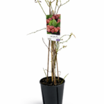 Vaccinium corymbosum ‘Pink Berry’ – Розова боровинка