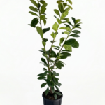 Prunus laurocerasus 120cm – лавровишна | вечнозелен храст за жив плет