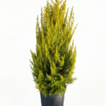 Cupressus macrocarpa ‘Goldcrest’  9L – лимонов кипарис | декоративно иглолистно растение