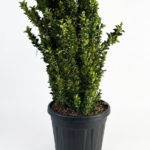 Euonymus japonicus ‘Green Spire’ – колонен евонимус | вечнозелен храст