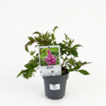 Astilbe (розова) P17