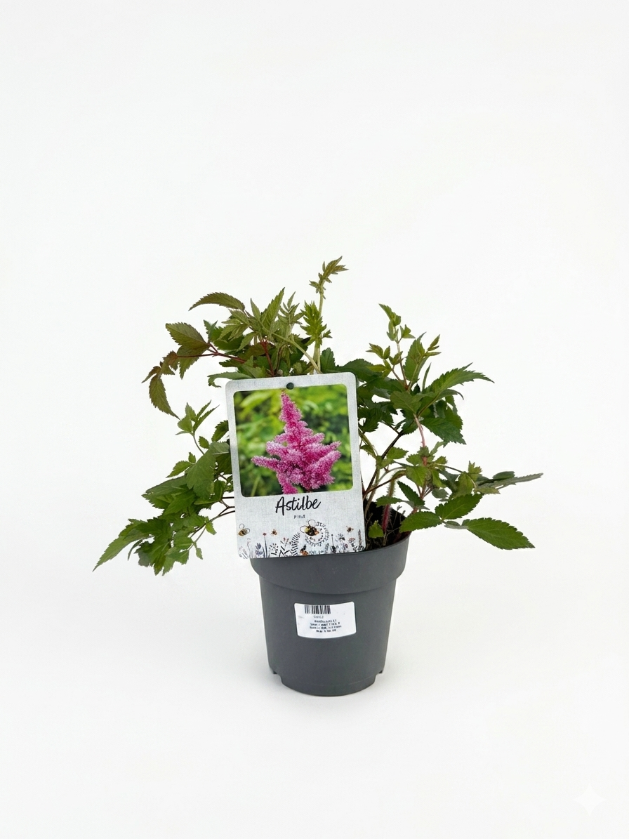 1777479669728796.png Astilbe (розова) P17 - Image 1
