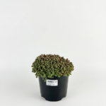 Sedum dasyphyllum 1L – почвопокривен седум