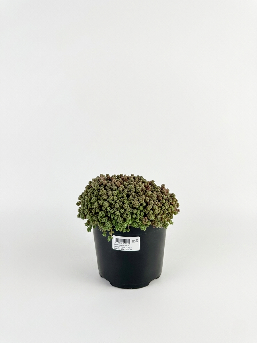 1777914464647627.png Sedum dasyphyllum 1L – почвопокривен седум - Image 1