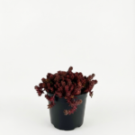Sedum spurium ‘Rosenteppich’ 1L – почвопокривен седум