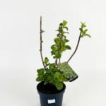 Hydrangea paniculata ‘Sweet Summer’ C3 – хортензия