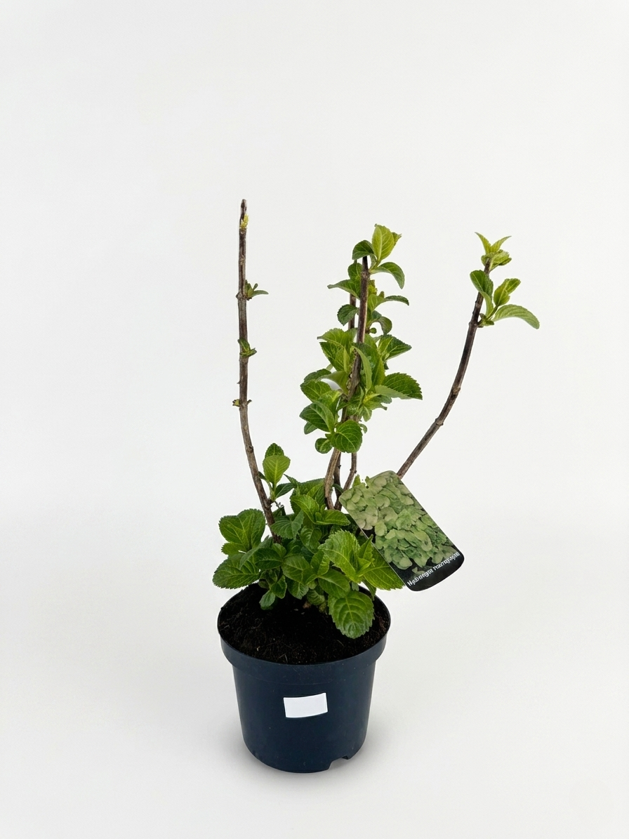 1777914633619637.png Hydrangea paniculata ‘Sweet Summer’ C3 – хортензия - Image 1
