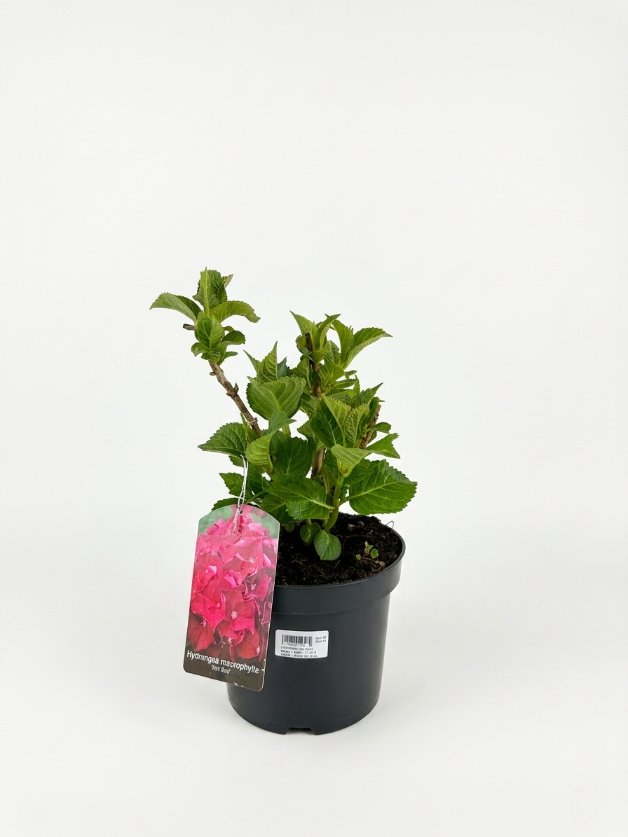 1777914672276757.png Hydrangea macrophylla ‘Hot Red’ – червена хортензия - Image 1