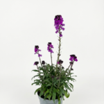 Erysimum (лилав) – декоративно цъфтящо растение