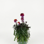Erysimum многоцветен – декоративно цъфтящо растение