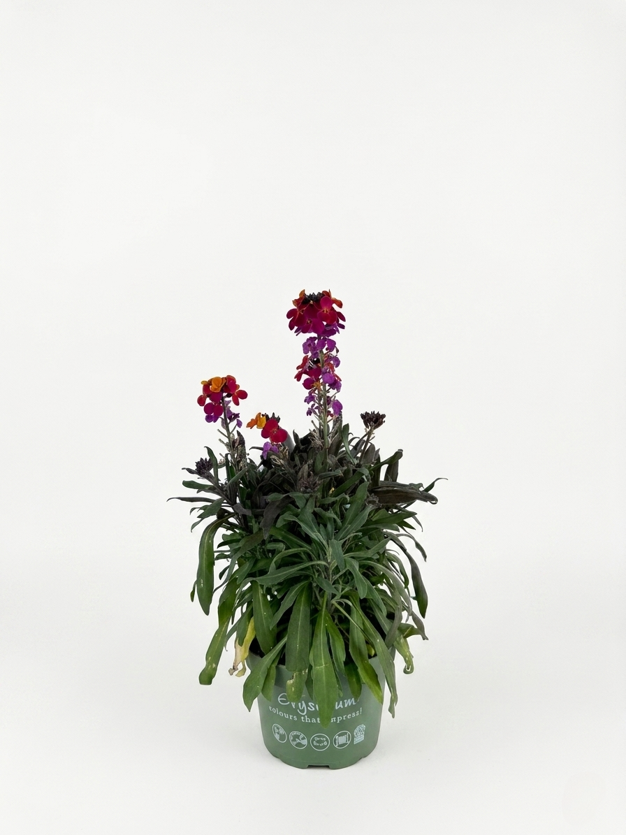 1777914791106861.png Erysimum многоцветен – декоративно цъфтящо растение - Image 1