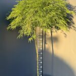Acer palmatum ‘Viridis Green’ 15L, stem 90 cm – японски зелен клен