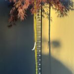 Acer palmatum ‘Red Crimson Princess’ 15L, stem 160 cm – японски червен клен