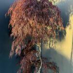 Acer palmatum ‘Crimson Queen’ 15L, stem 160 cm – японски червен клен