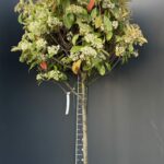 Photinia fraseri ‘Red Robin’ 1/2 F, C45 – фотиния