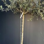 Olea europaea 100 cm стъбло – декоративна маслина