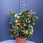 Citrus mitis – декоративен цитрус