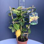 Citrus limon ‘4 Seasons’ – лимон четири сезона