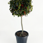 ILEX (Холи) MUTCH NELLIE STEVENS 1/4 F