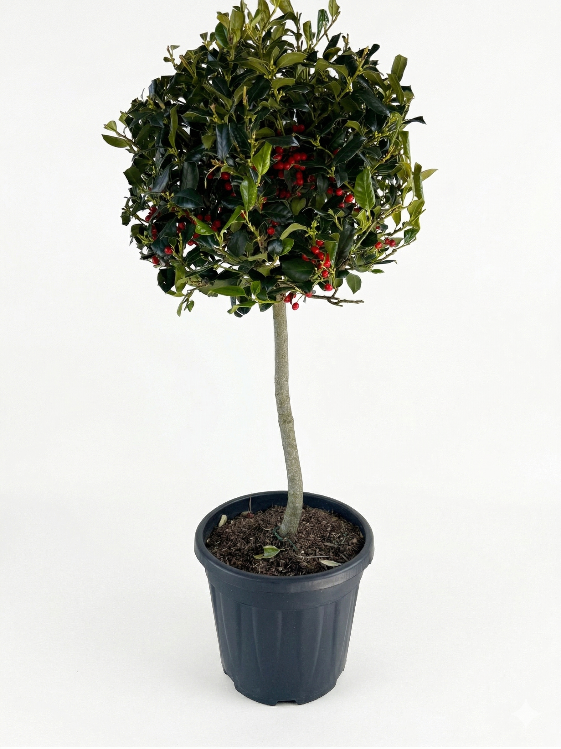 19.png ILEX (Холи) MUTCH NELLIE STEVENS 1/4 F - Image 1