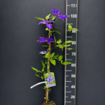 Clematis ‘The President’ 2L – тъмнолилав клематис
