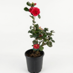 Camelia Japonica MIX