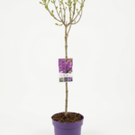 Syringa Meyeri Palibin, pot 26 (люляк на стъбло)
