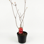 Azalea japonica ‘Sarina’ – розова японска азалия