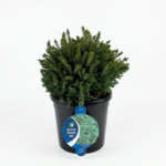 Смърч Picea Echiniformis 13L 35-40 cm