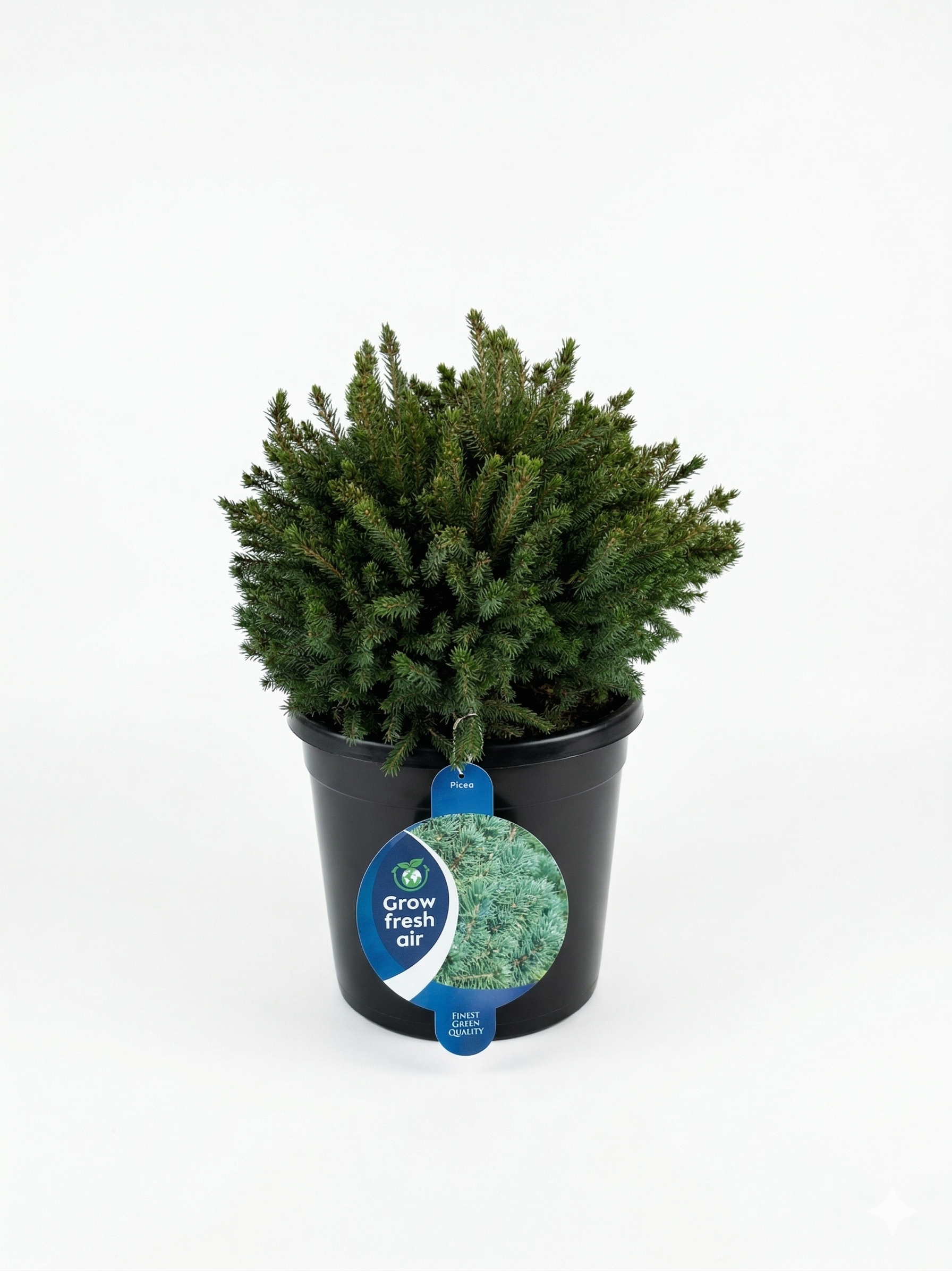 8.png Смърч Picea Echiniformis 13L 35-40 cm - Image 1