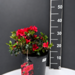 Azalea japonica ‘Maruschka’ 5L – японска азалия